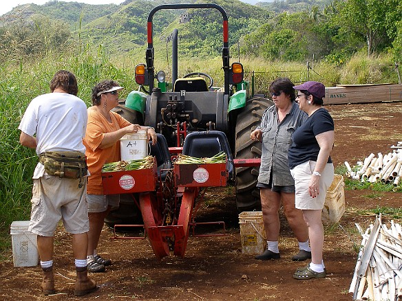 Woody, Deb, Mary, and Max prepare the planter May 13, 2008 9:52 AM : Debra Zeleznik, Mary Wilkowski, Maxine Klein, Oahu