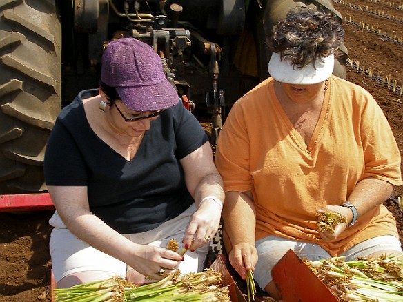 The slips have to be loaded individually by hand into the planter as the big wheel rotates May 13, 2008 10:03 AM : Debra Zeleznik, Maxine Klein, Oahu