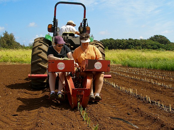 The result- the slips are planted at regular intervals along the row May 13, 2008 10:04 AM : Debra Zeleznik, Maxine Klein, Oahu