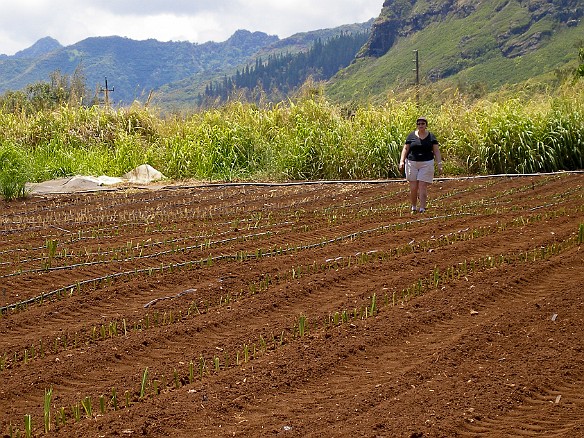 After using the planter, it's time to tamp down the soil by hand and adjust the drip tubing May 13, 2008 11:28 AM : Maxine Klein, Oahu