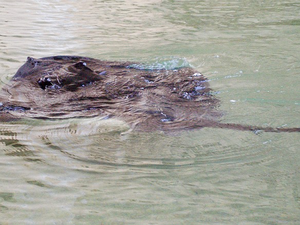 Most places have Koi ponds, the Ihilani has stingrays May 16, 2008 8:48 AM : Oahu