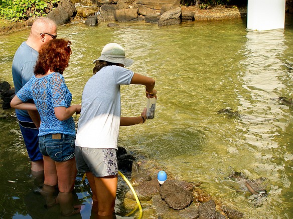 Once a day feeding time for the stingrays May 16, 2008 8:55 AM : Oahu