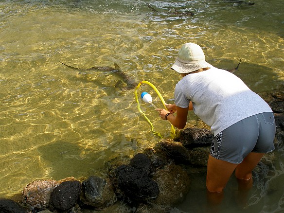 They keep baby hammerhead sharks in another series of ponds! May 16, 2008 8:56 AM : Oahu