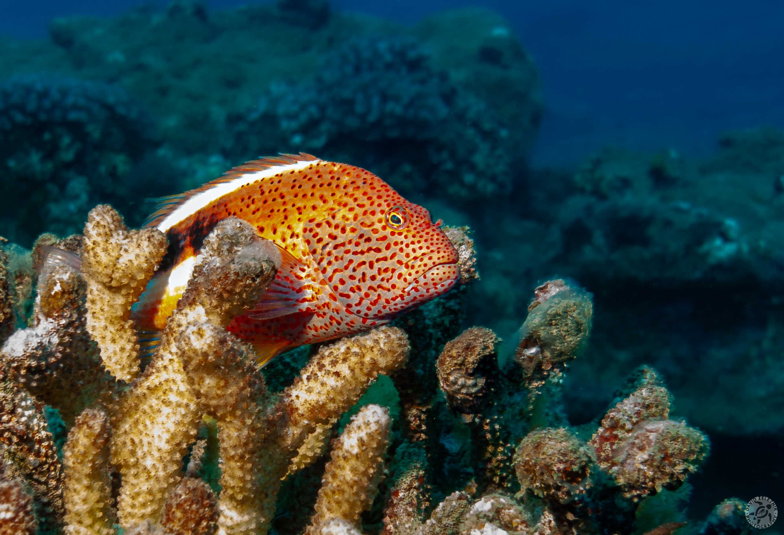 The Blackside Hawkfish, Hilu Piliko'a in Hawaiian, is named because of the black bands along the rear half of its body