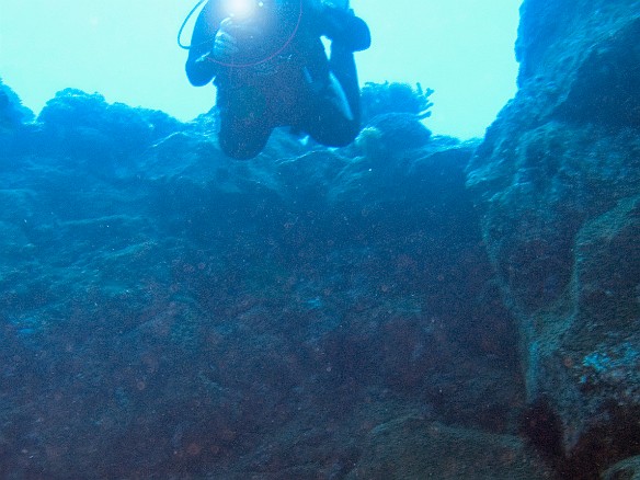 Dave did 3 days of shore diving at Tunnels Beach on the North shore of Kauai, followed by a boat night dive off the South shore Apr 6, 2009 9:03 AM : Diving, animal, chelonia mydas, cheloniidae, hawaiian green sea turtle, honu, reptile, reptilia, sea turtle, testudines, turtle