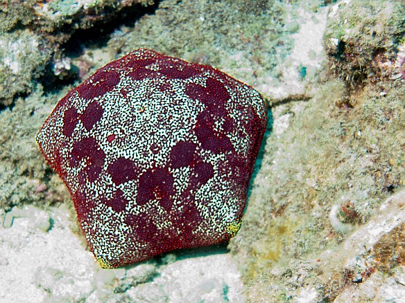 A Cushion Star, feeding on coral Apr 6, 2009 9:22 AM : Diving, animal, asteroidea, culcita novaeguineae, cushion star, echinoderm, echinodermata, oreasteridae, sea star, starfish