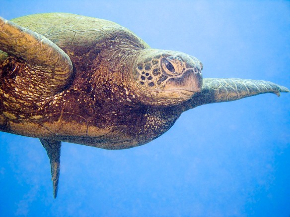 Hawaiian Green Sea Turtle or Honu Apr 6, 2009 10:36 AM : Diving, Kauai, honu, turtle