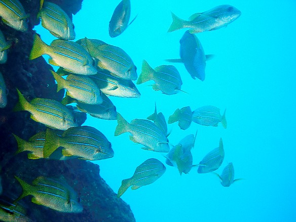 A school of Blue-Stripe Snapper, Ta'ape in Hawaiian Apr 6, 2009 10:39 AM : Diving, acanthuriformes, animal, bony fish, fish, lutjanidae, osteichthyes, snapper
