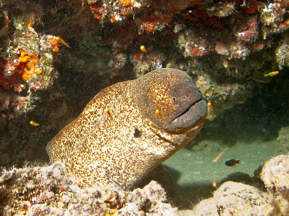 A Yellow Margin Moray Apr 6, 2009 10:44 AM : Diving, anguilliformes, animal, bony fish, eel, fish, moray, muraenidae, osteichthyes