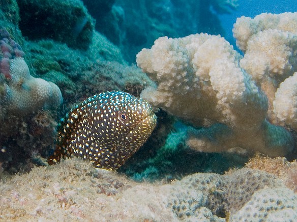 The Whitemouth Moray is very common. You cannot tell from these pictures, but it is named for the bright white color of the inside of its mouth. Apr 6, 2009 10:49 AM : Diving