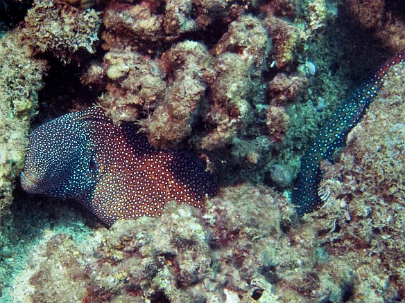 Apr 6, 2009 11:11 AM : Diving, anguilliformes, animal, bony fish, eel, fish, moray, muraenidae, osteichthyes