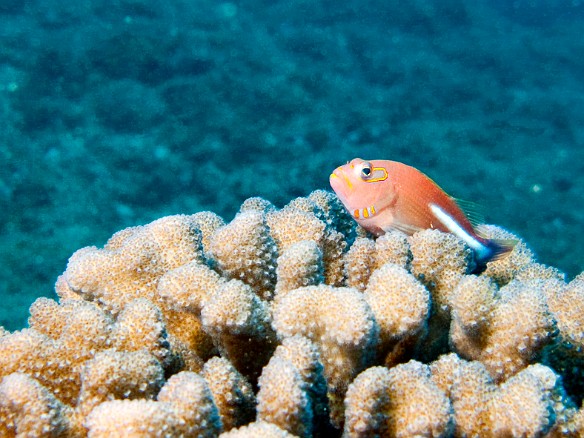 Arc-Eye Hawkfish Apr 10, 2009 9:25 AM : Diving, Kauai