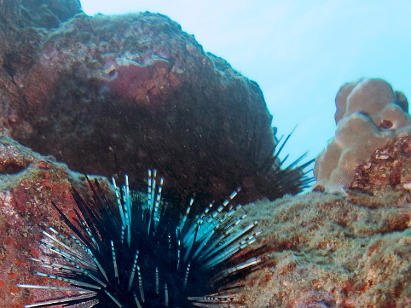 Sea urchins abound Apr 10, 2009 10:43 AM : Diving, animal, echinoderm, echinodermata, echinoidea, sea urchin