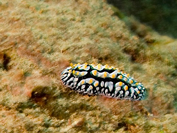 A nudibranch called the Fried Egg Slug Apr 10, 2009 10:57 AM : Diving, animal, fried egg nudibranch, gastropod, gastropoda, mollusca, mollusk, nudibranch, nudibranchia, phyllidia varicosa, phyllidiidae, scrambled egg nudibranch