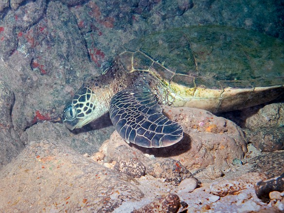 Yet another Green Sea Turtle taking a rest Apr 10, 2009 11:17 AM : Diving, animal, chelonia mydas, cheloniidae, hawaiian green sea turtle, honu, reptile, reptilia, sea turtle, testudines, turtle