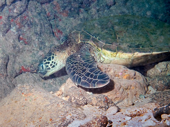 Yet another Green Sea Turtle taking a rest Apr 10, 2009 11:17 AM : Diving, Kauai, honu, turtle