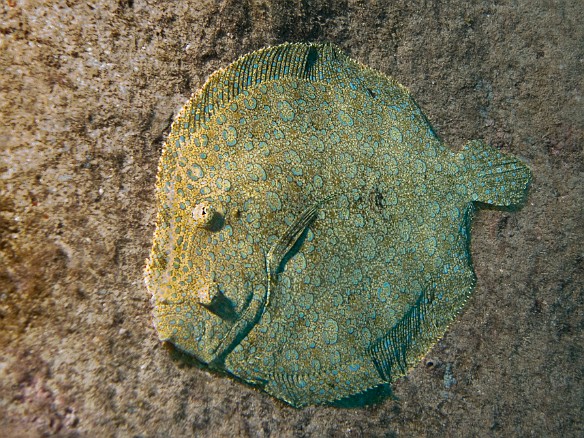 During a night dive off the South shore of Kauai, I encountered this Peacock Flounder right at the base of the mooring line Apr 14, 2009 6:16 PM : Diving, animal, bony fish, bothidae, bothus mancus, carangiformes, fish, flounder, flowry flounder, osteichthyes, peacock flounder