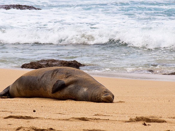 The last Thursday of our vacation we were back at Tunnels Beach when we encountered a Hawaiian monk seal taking a nap Apr 16, 2009 4:12 PM