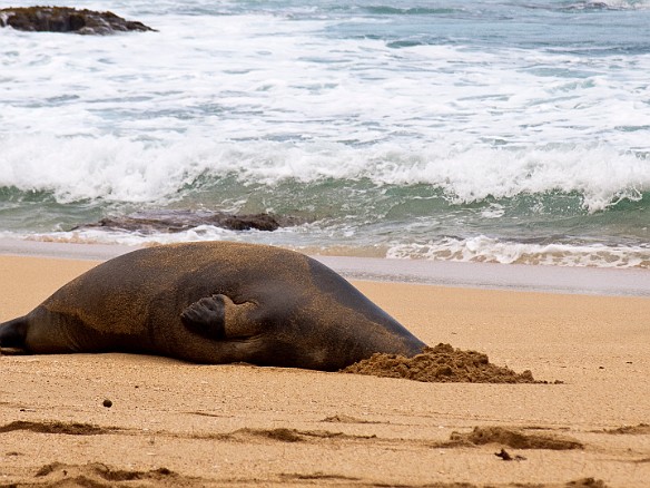 The monk seals are endemic to Hawaii and are endangered. The law to remain 150 feet away from the seals is strictly enforced. Apr 16, 2009 4:13 PM