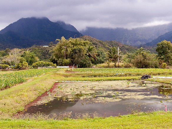 Taro fields in Hanalei Valley Apr 17, 2009 7:46 PM