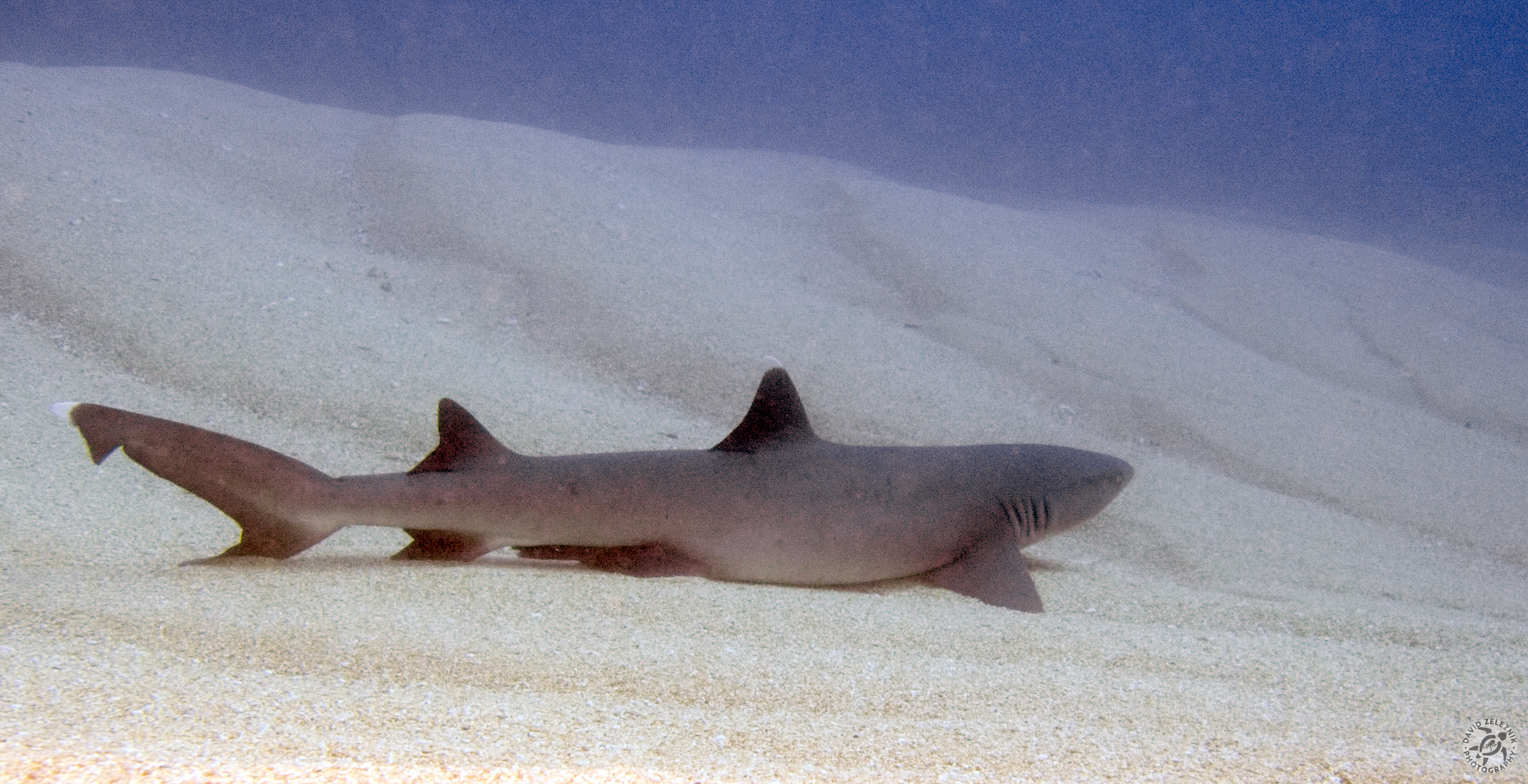 White Tip Reef Shark