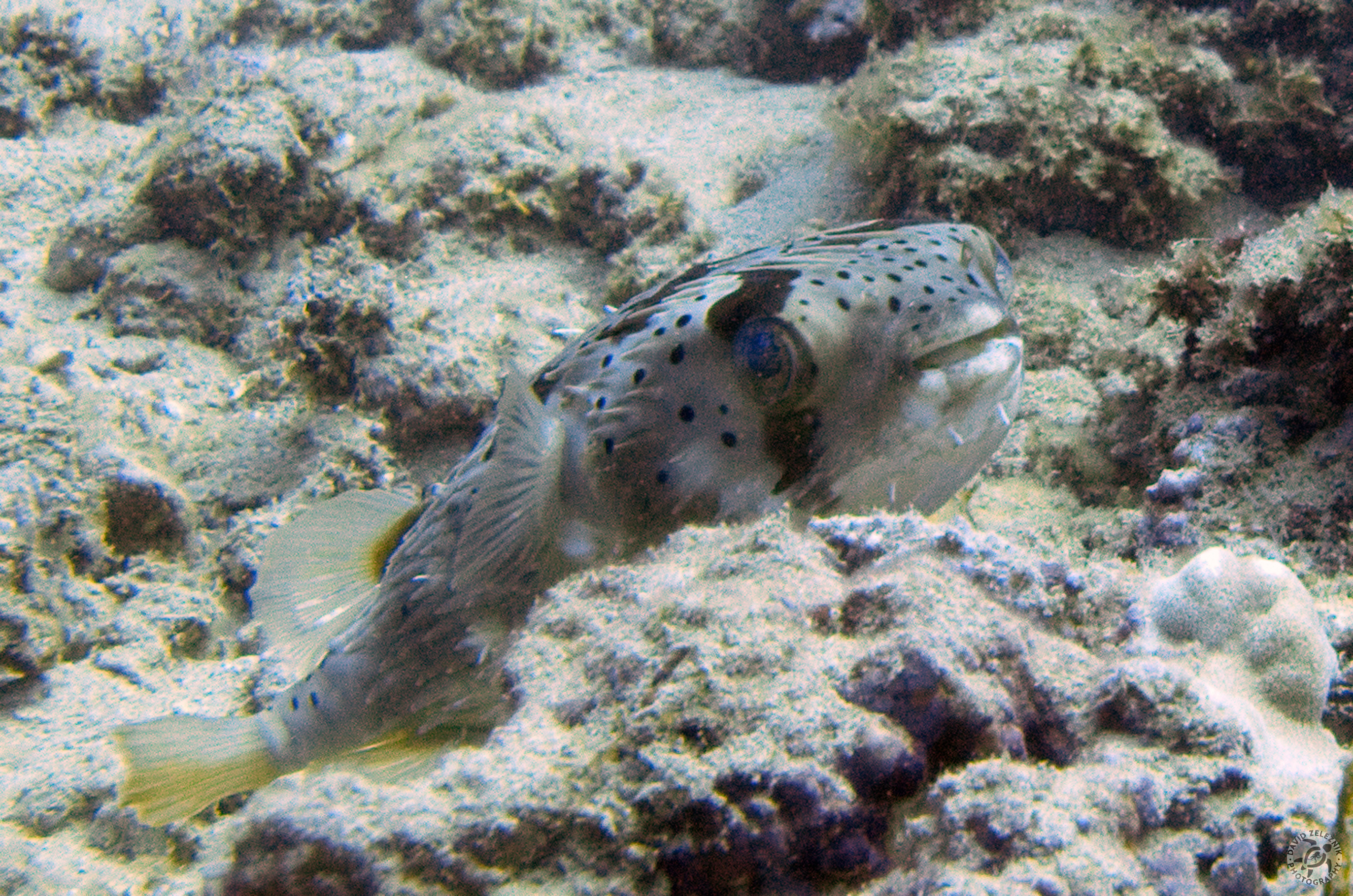 Porcupinefish