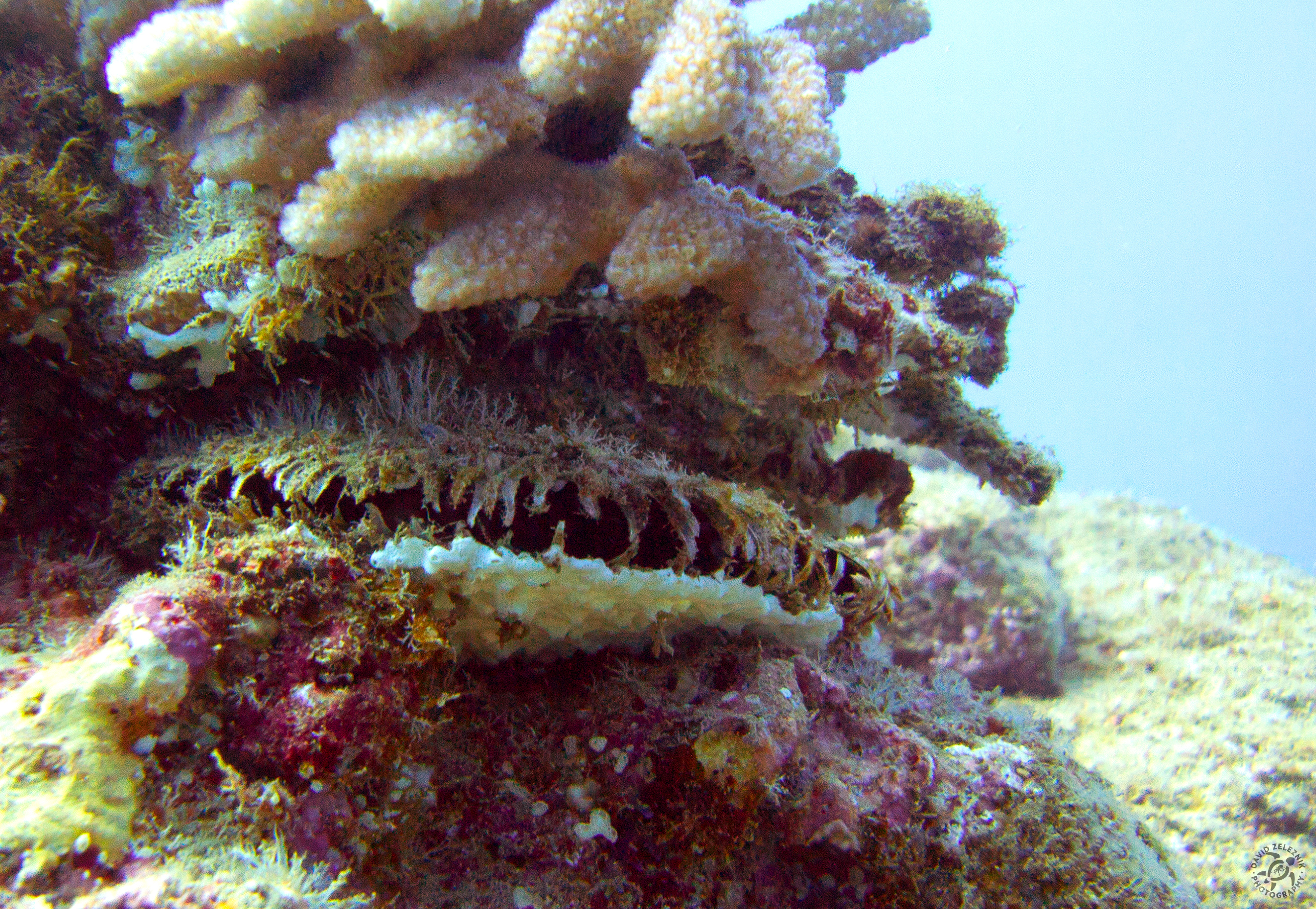 Giant clam
