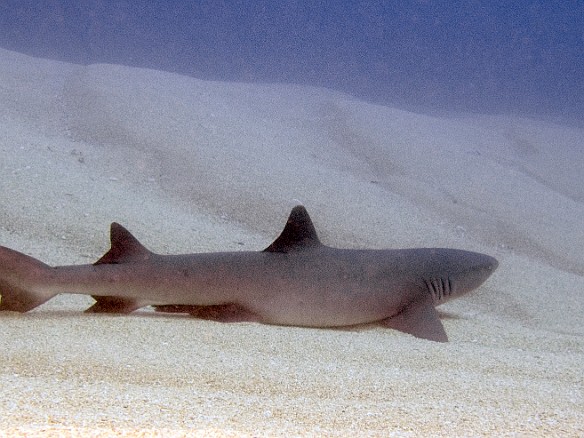 First day of shore diving at Tunnels, a white tip reef shark May 5, 2010 9:40 AM : Diving, Kauai