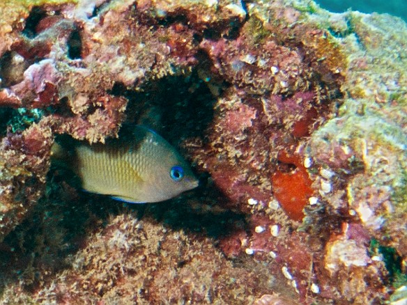May 5, 2010 11:42 AM : Diving
