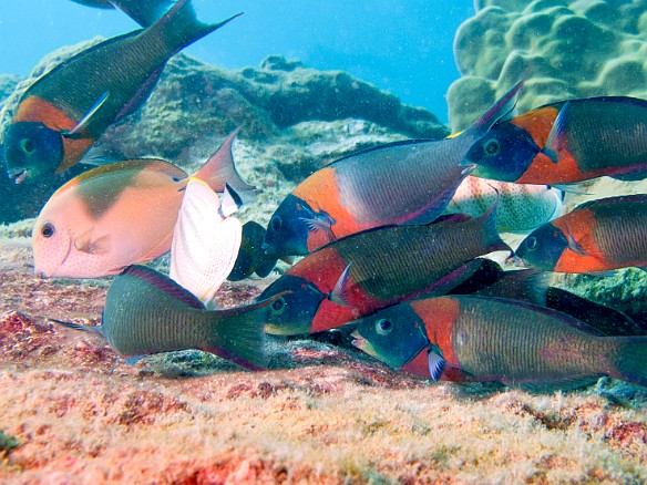 Saddle wrasses May 5, 2010 11:45 AM : Diving, animal, bony fish, fish, hīnālea Lauwili, labridae, labriformes, osteichthyes, saddle wrasse, thalassoma duperrey, wrasse