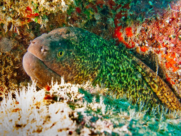 May 5, 2010 11:56 AM : Diving, Kauai