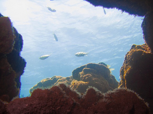 May 10, 2010 10:39 AM : Diving
