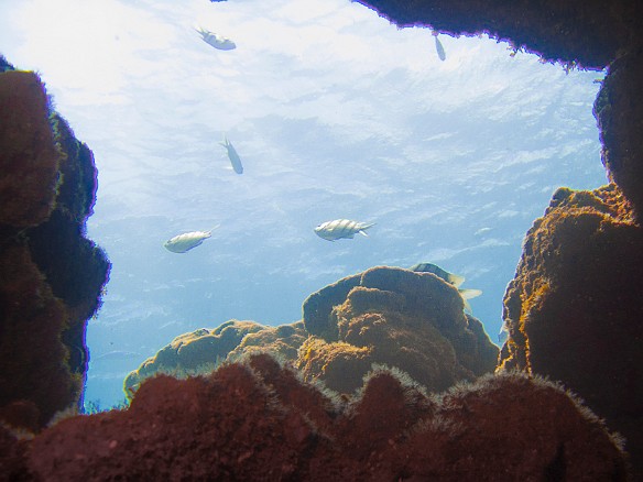 May 10, 2010 10:39 AM : Diving, Kauai