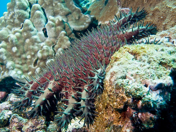 Crown-of-Thorns star May 10, 2010 10:54 AM : Diving, acanthaster planci, acanthasteridae, animal, asteroidea, crown-of-thorns starfish, echinoderm, echinodermata, sea star, starfish