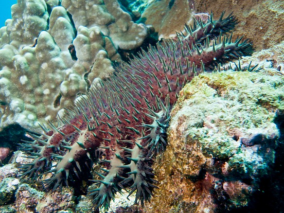 Crown-of-Thorns star May 10, 2010 10:54 AM : Diving, Kauai