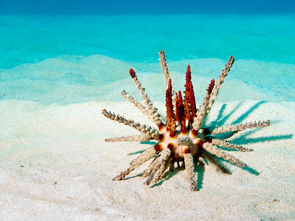 Skeleton of a dead Red-Pencil Urchin found on the sandy bottom of Tunnels May 10, 2010 11:00 AM : Diving, animal, echinoderm, echinodermata, echinoidea, heterocentrotus mamillatus, red pencil urchin, sea urchin