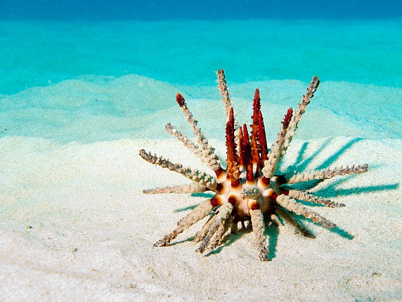 Skeleton of a dead Red-Pencil Urchin found on the sandy bottom of Tunnels May 10, 2010 11:00 AM : Diving, Kauai