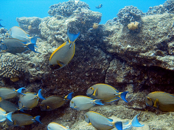 Eyestripe Surgeonfish May 12, 2010 2:43 PM : Diving, acanthuridae, acanthuriformes, acanthurus dussumieri, animal, bony fish, eyestripe surgeonfish, fish, osteichthyes
