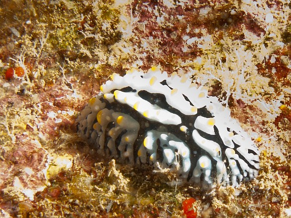 Fried (or Scrambled) Egg nudibranch slug May 12, 2010 2:53 PM : Diving, animal, fried egg nudibranch, gastropod, gastropoda, mollusca, mollusk, nudibranch, nudibranchia, phyllidia varicosa, phyllidiidae, scrambled egg nudibranch