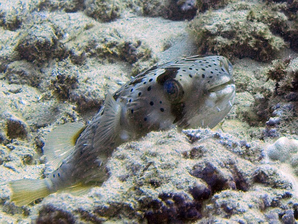 Porcupinefish May 12, 2010 2:54 PM : Diving, animal, bony fish, diodontidae, fish, osteichthyes, porcupinefish, tetraodontiformes