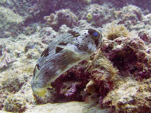 May 12, 2010 2:55 PM : Diving, animal, bony fish, diodontidae, fish, osteichthyes, porcupinefish, tetraodontiformes