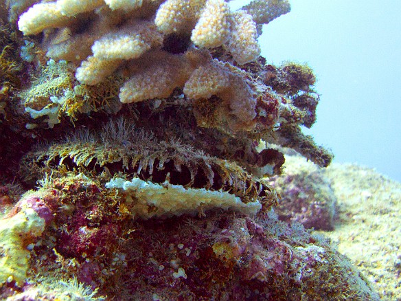 Giant clam May 12, 2010 3:00 PM : Diving, Kauai