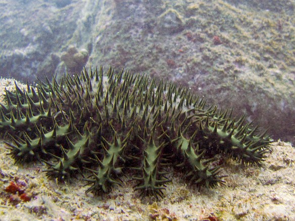 Crown-of-Thorns star May 12, 2010 5:08 PM : Diving, Kauai