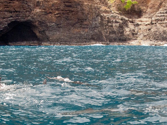 Dolphins accompany the boat as we turn around and head back to Hanalei May 8, 2010 10:33 AM : Kauai