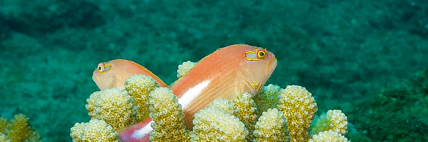 Diving