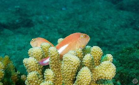 A pair of Arc-Eye Hawkfishes at Sheraton Caverns The North shore was still too rained out to dive, so headed to South shore for an afternoon boat dive. A pair of Arc-Eye Hawkfishes at Sheraton Caverns.