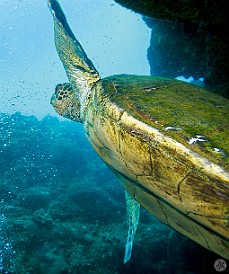 A green sea turtle heads up out of one of the caverns A green sea turtle heads up out of one of the caverns