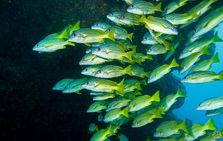 A school of Bluestripe Snappers A school of Bluestripe Snappers