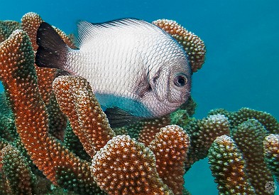 A species of damselfish, the Hawaiian Dascyllus A species of damselfish, the Hawaiian Dascyllus