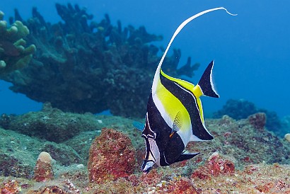 A Moorish Idol A Moorish Idol cruising the reef at Sheraton Caverns